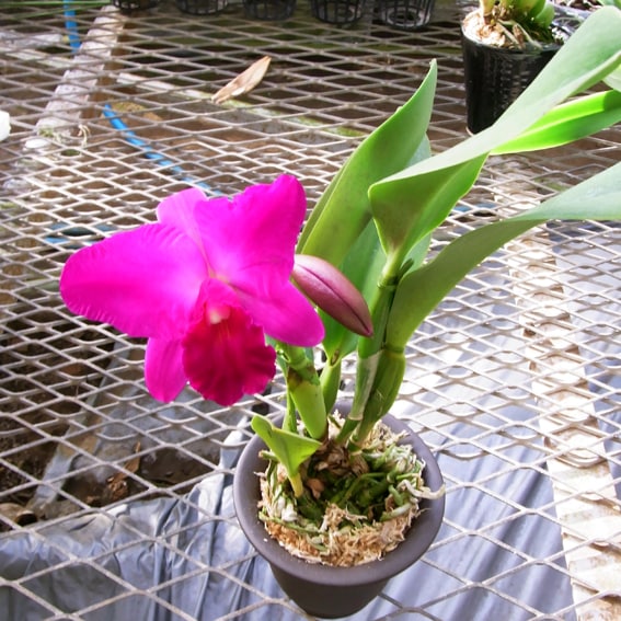 �ڳ��Τ�����������ߥ˥��ȥ쥢�����ѡ��ƥ��ԥ�