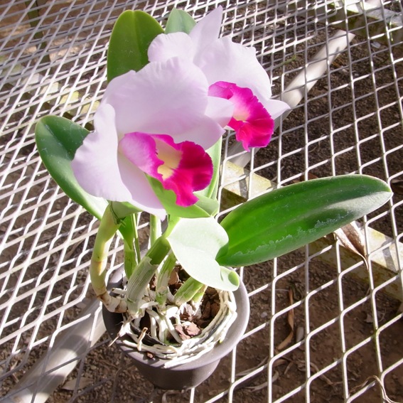 �ڳ��Τ�����������ߥ˥��ȥ쥢�������󥸥���ۥ磻��