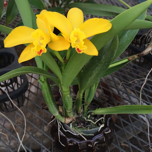 �ڳ��Τ�����������ߥ˥��ȥ쥢 �������������ǥ�