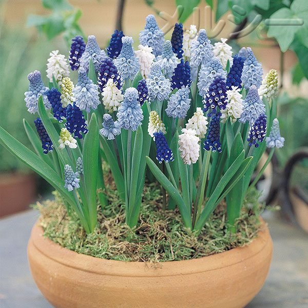 10月下旬お届け ムスカリ 人気コレクション 3種30球