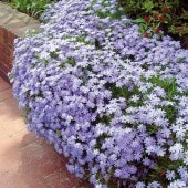 芝桜孝明 000000000198_2_0wD9akP.jpg