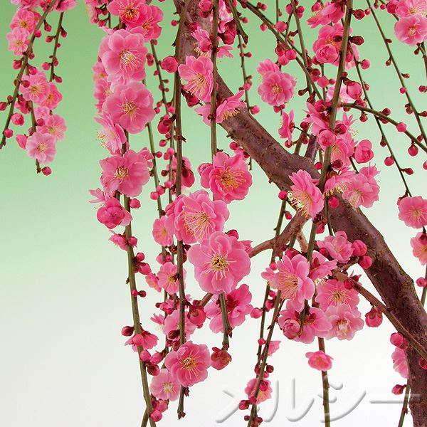 ○八重咲き枝垂れ梅 藤牡丹 1株｜メルシーオンラインショップ