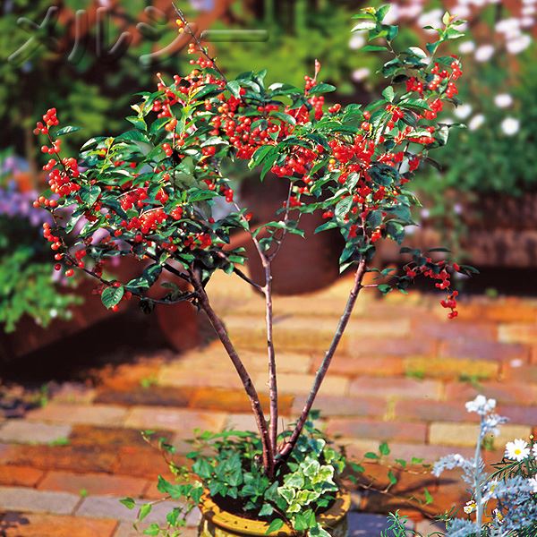 10月下旬お届け】○さくらんぼ 暖地桜桃（だんちおうとう） 1株