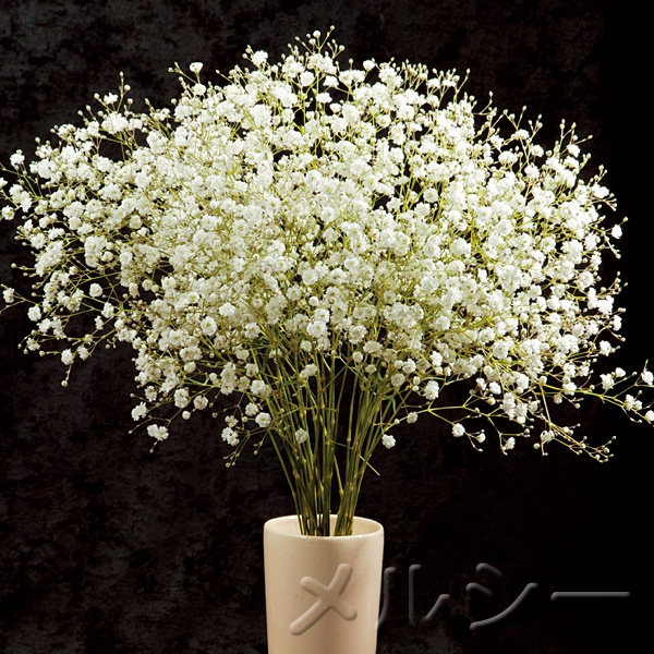 1月中旬お届け 宿根かすみ草 3株 1月中旬お届け 宿根かすみ草 3株