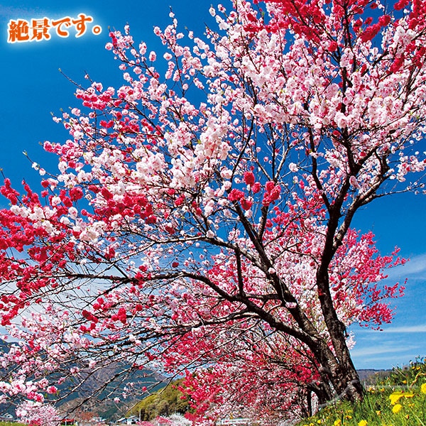 花桃 立ち源平桃 苗木