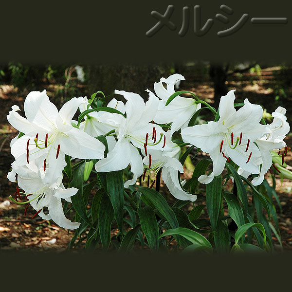 11月中旬お届け オリエンタル百合 カサブランカ 10球 11月中旬お届け オリエンタル百合 カサブランカ 10球