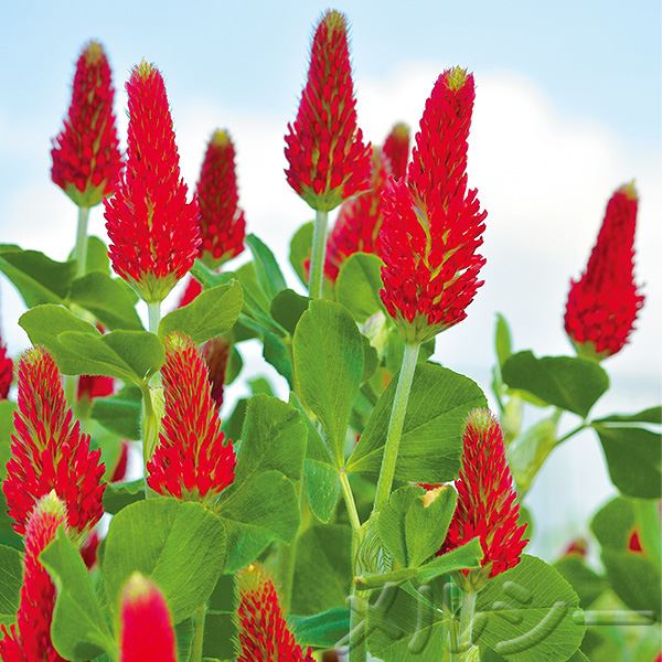 10月下旬お届け ストロベリートーチ 12株