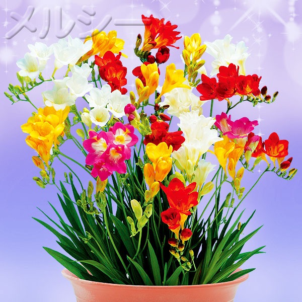 10月下旬お届け 冬咲きフリージア 栽培セット 1鉢 花色混合