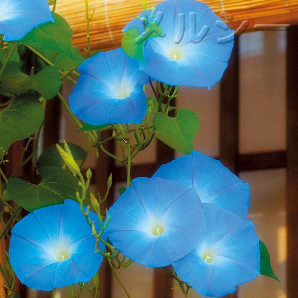 日本朝顔 青雲 ６株