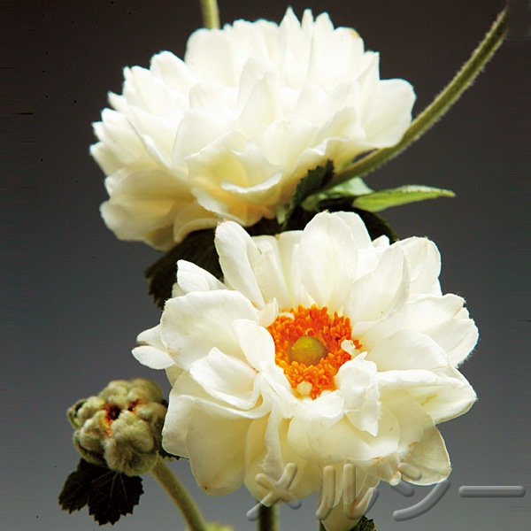 10月下旬お届け 秋明菊 大輪牡丹咲 2株