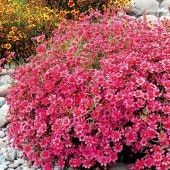 7ܤϤۡ쥪ץͥåȡ2