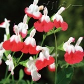 ガーデニング 家庭菜園 おすすめコーナー 香りのよい花 花木 メルシー オンラインショップ ガーデニング 家庭菜園 おすすめコーナー 香りのよい花 花木 メルシー オンラインショップ