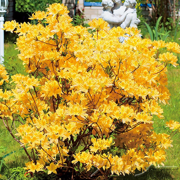 ヨシノヒトシ　花柄蓮華　レンゲ　黄色 ○黄蓮華（きれんげ）つつじ 1株｜メルシーオンラインショップ