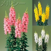 ★金魚草⑫〜⑳★ ☆金魚草 新レジェ 3色12株｜メルシーオンラインショップ