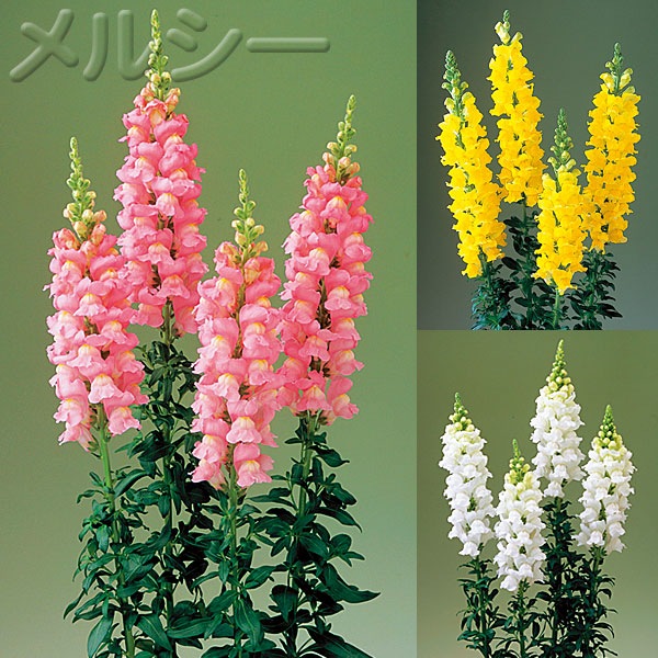 11月上旬お届け】☆金魚草 新レジェ 3色12株｜メルシーオンラインショップ