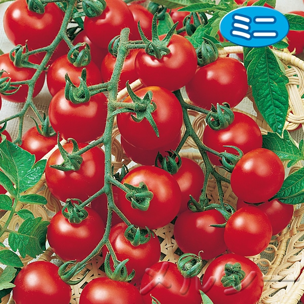 ̣ȥޥȡġˣ