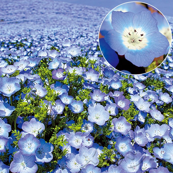 希少　カーペンター　ブルーフィッシュ100 ニラミハマダイ 希少 カーペンター ブルーフィッシュ100 ニラミハマダイ - メルカリ