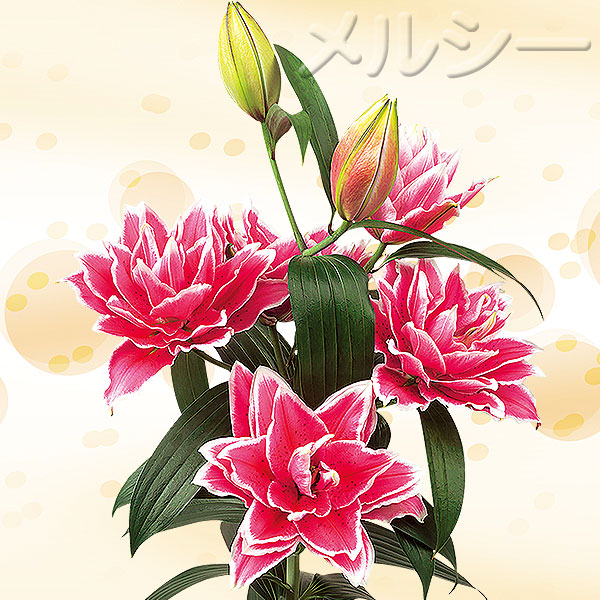 八重咲オリエンタル百合 サマンサ 2球｜メルシーオンラインショップ