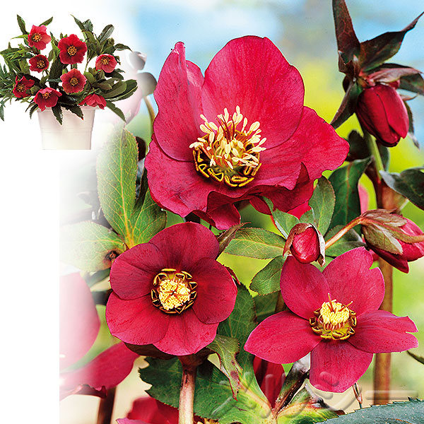○クリスマスローズ オリエンタリス 赤 1株 ｜メルシーオンラインショップ