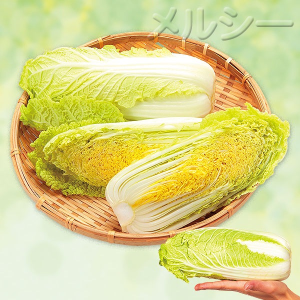 ☆柔らかミニ白菜 甘ベビー 8株｜メルシーオンラインショップ
