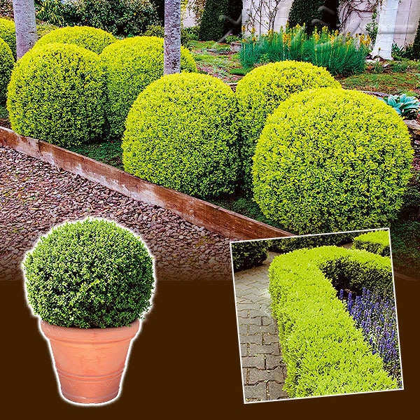 ○ボックスウッド 1株｜メルシーオンラインショップ
