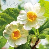 ○春咲えびね 銘品交配 1株｜メルシーオンラインショップ