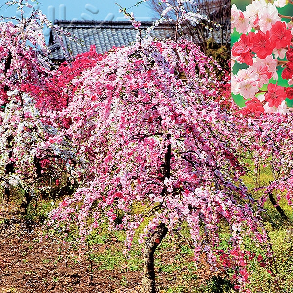 商品写真