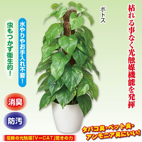 光の楽園 フレッシュポールポトス