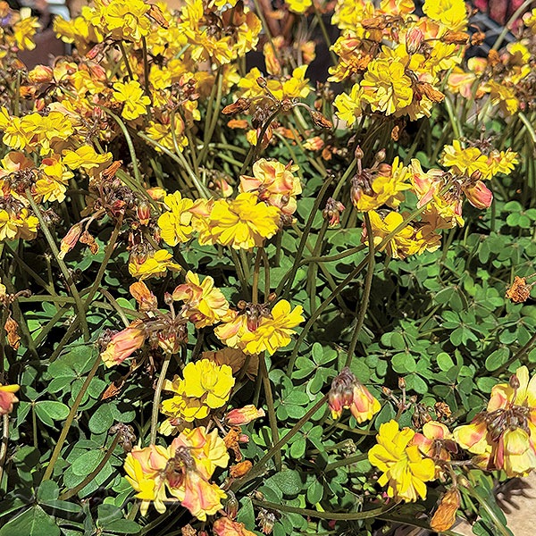 ○八重咲オキザリス ダブルイエロー 2株｜メルシーオンラインショップ