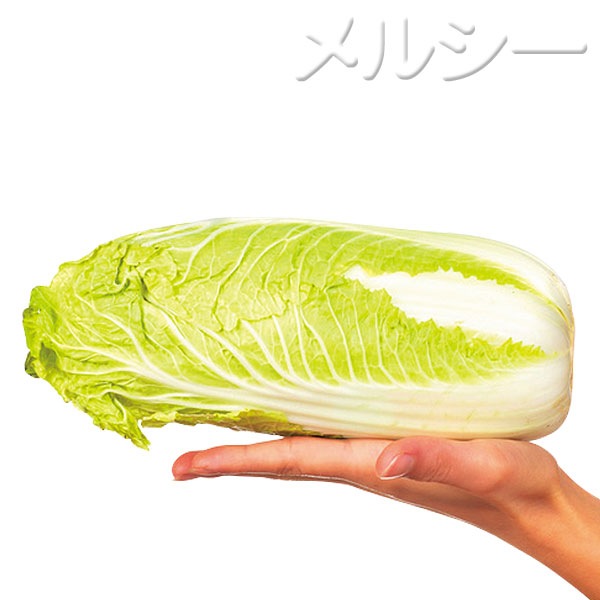 ☆柔らかミニ白菜 甘ベビー 8株｜メルシーオンラインショップ