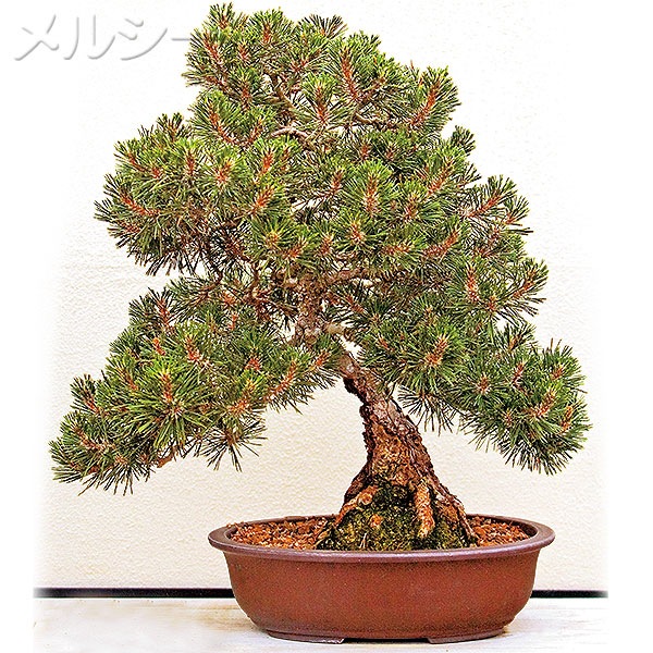 ○黒松 寿 1株｜メルシーオンラインショップ