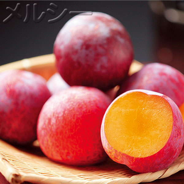 10月下旬お届け すもも 貴陽 きよう 1株 受粉樹セット