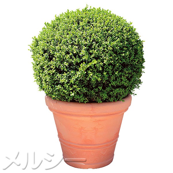 ボックスウッド 球形 植物 ○ボックスウッド 1株｜メルシーオンラインショップ