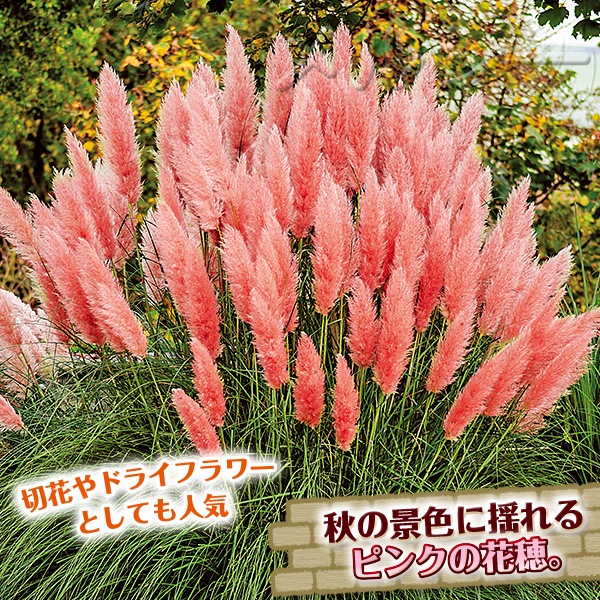 パンパスグラス☆生花(ピンクキャラメル) 40本『1点のみ』 Amazon.co.jp: パンパスグラス：ピンク（株分け苗）8号ポット[9