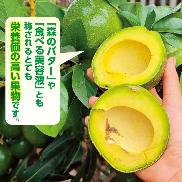 ○アボカド ピーターソン 1株｜メルシーオンラインショップ