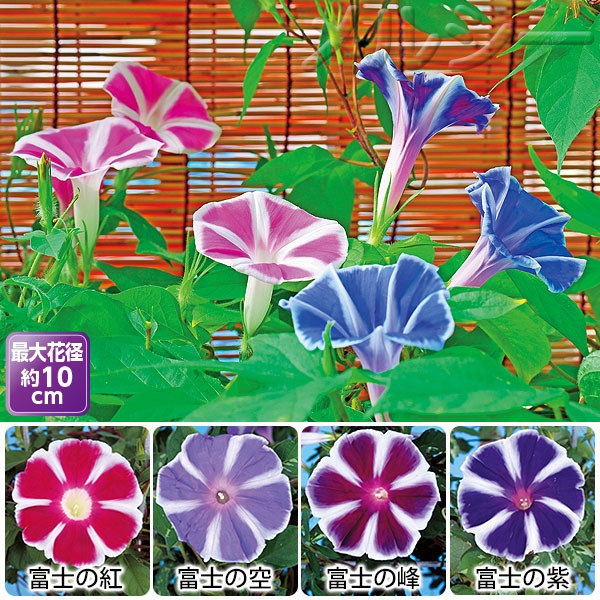 6月上旬お届け 朝顔 富士シリーズ 曜白大輪 4種12株