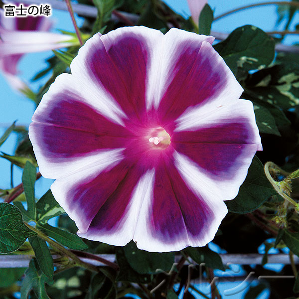 6月上旬お届け 朝顔 富士シリーズ 曜白大輪 4種12株