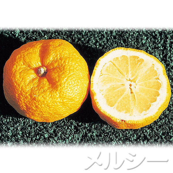 ○種なしゆず 多田錦 1株｜メルシーオンラインショップ