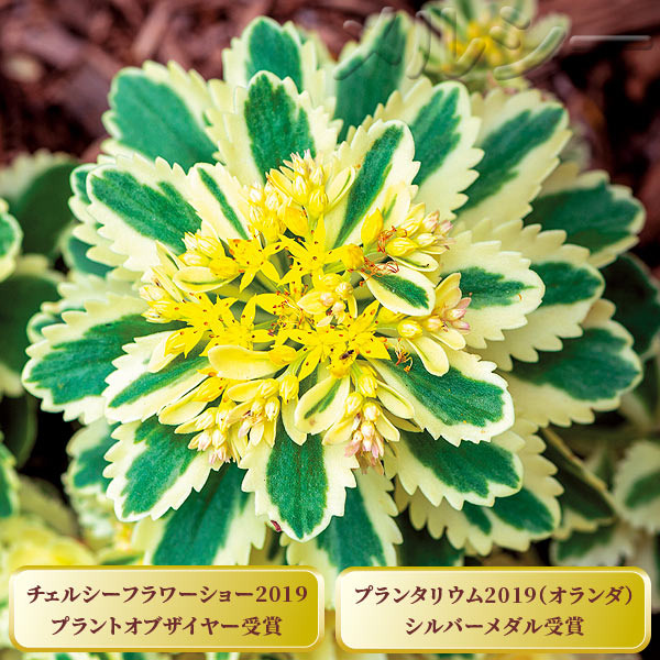 11月中旬お届け セダム アトランティス 2株