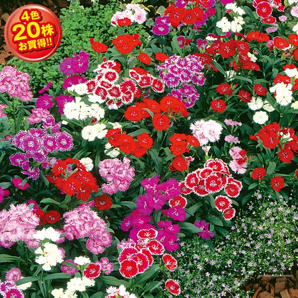 10月下旬お届け ナデシコ テルスター 4色株