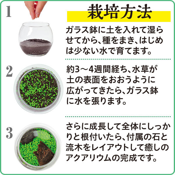 栽培キット 育てる水草