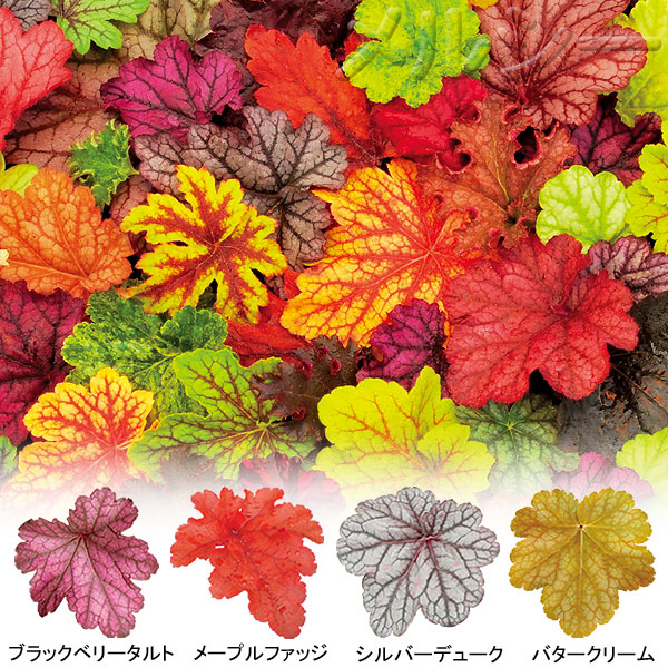 6月上旬お届け ヒューケラ ドルチェ 4種4株