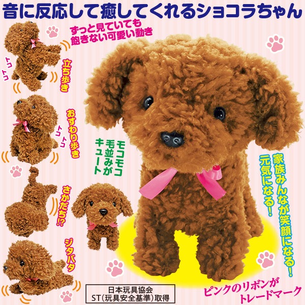 元気な仔犬のショコラちゃん