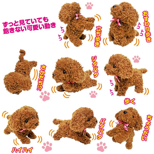 元気な仔犬のショコラちゃん