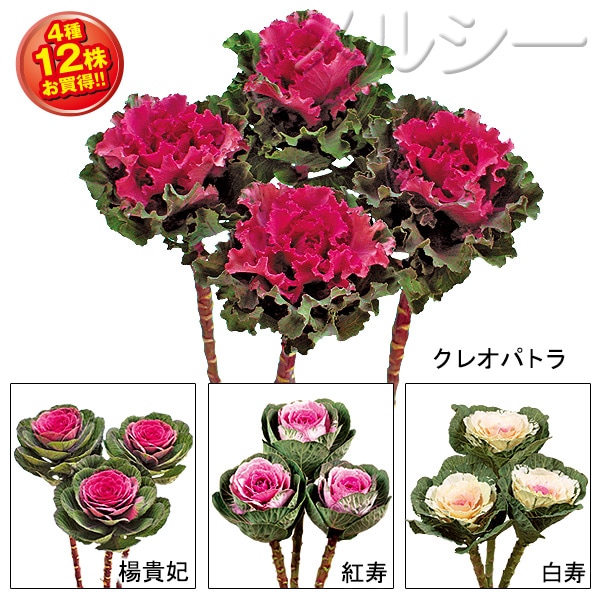 10月下旬お届け 葉牡丹 高性種 4種12株 10月下旬お届け 葉牡丹 高性種 4種12株