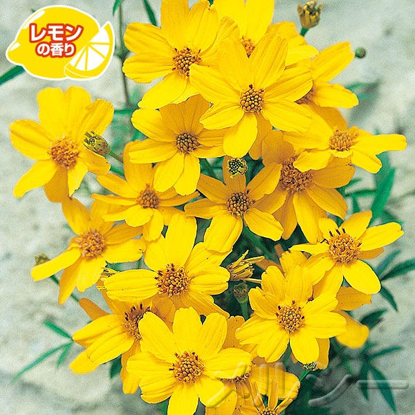 3月中旬お届け レモンマリーゴールド 2株 3月中旬お届け レモンマリーゴールド 2株