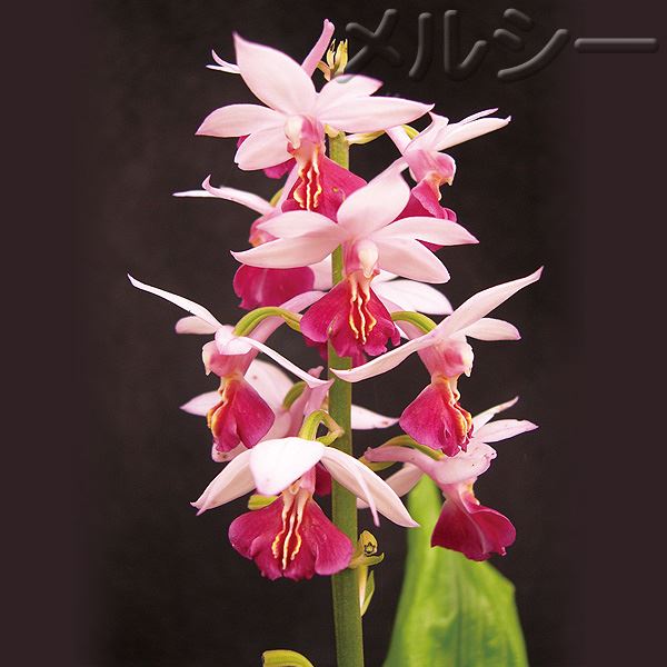 えびね名花銘品大全集 178943565.jpg?cmsp_timestamp=