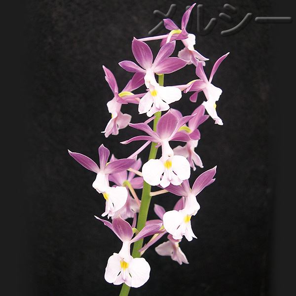えびね名花銘品大全集 えびね名花銘品大全集 【公式通販】