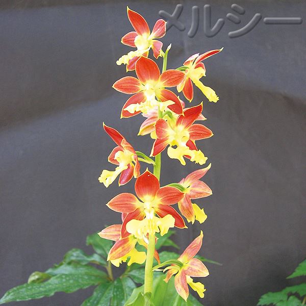 えびね名花銘品大全集 4月上旬お届け】○春咲えびね 銘品交配 1株｜メルシーオンラインショップ