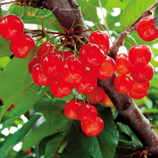 さくらんぼ 10月下旬お届け】○さくらんぼ 暖地桜桃（だんちおうとう） 1株